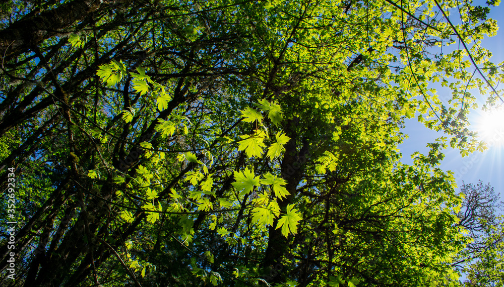 Looking up at new leaves on maple trees in a forest view, blue sky behind, vivid sun lighting up the leaves to a bright green. Looking up at new leaves on maple trees in a forest view, blue sky behind, vivid sun lighting up the leaves to a bright green.