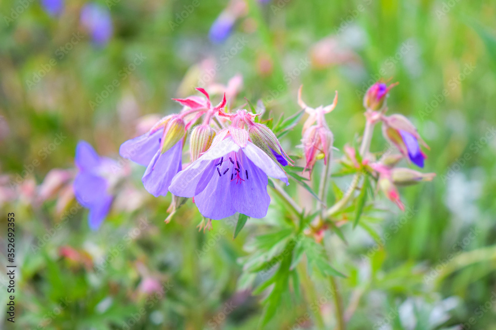 purple flowers in the garden purple flowers in the garden