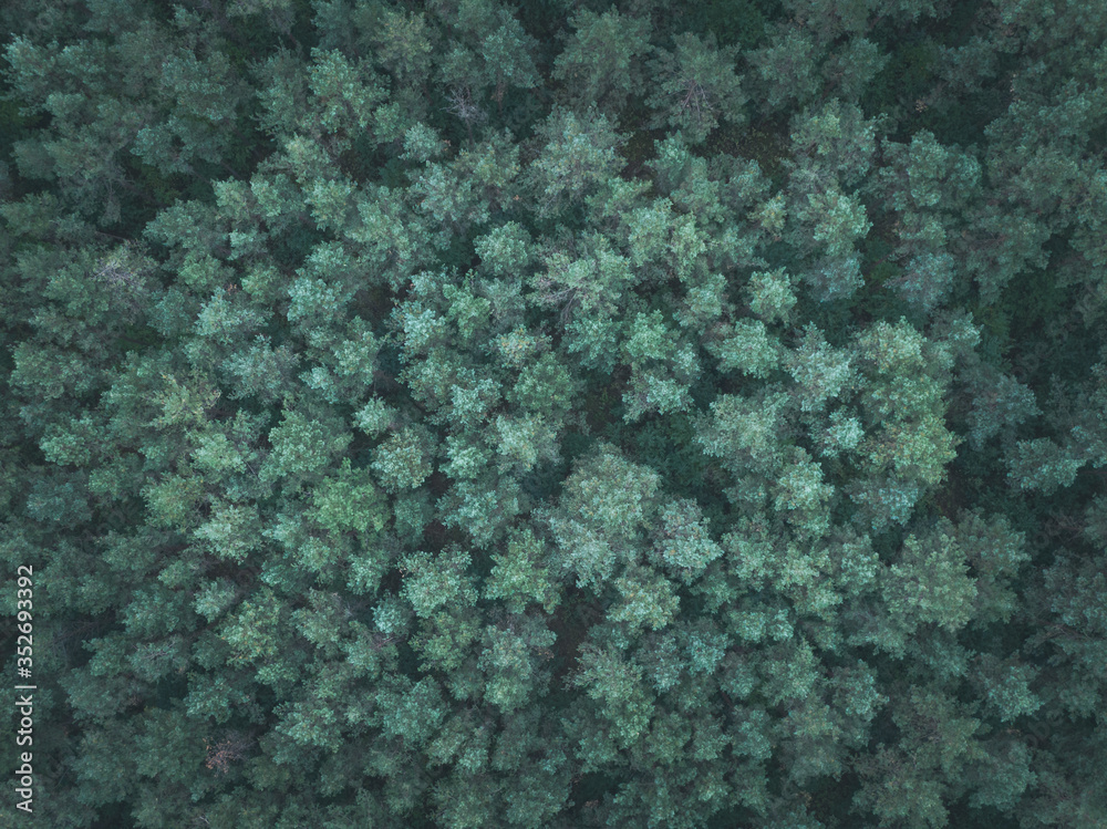 Green pine forest top down image