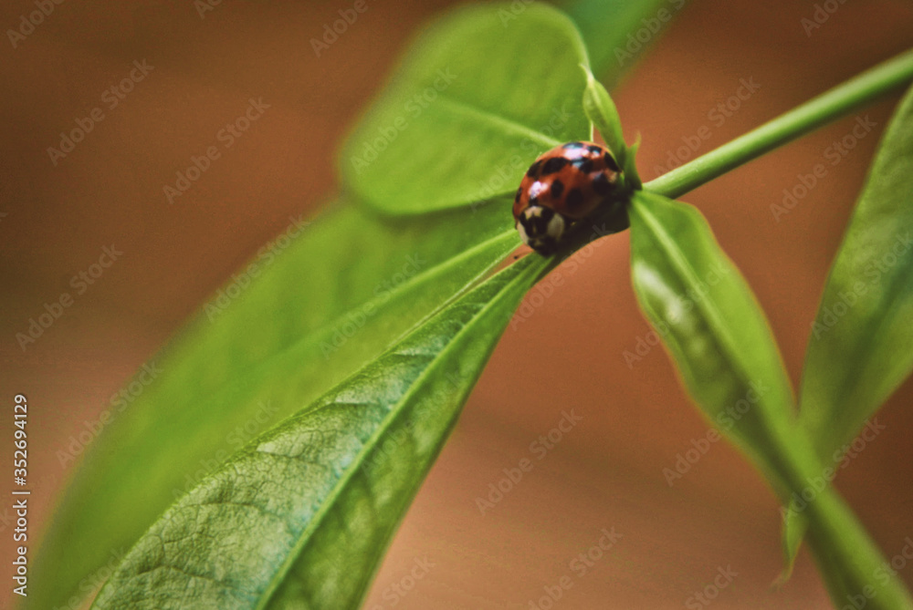 Fototapeta premium ladybird on a leaf