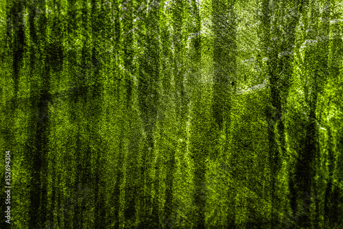 green wood texture