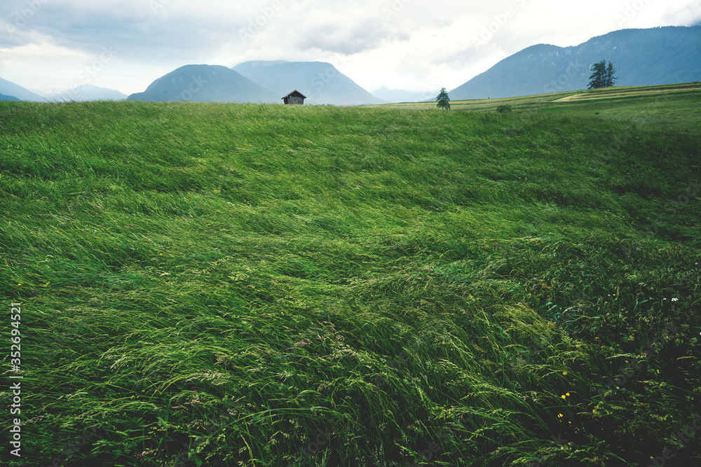 Blown high grass meadow in Austrian mountain landscape during stormy weather, Mieminger Plateau, Tyrol, Austia