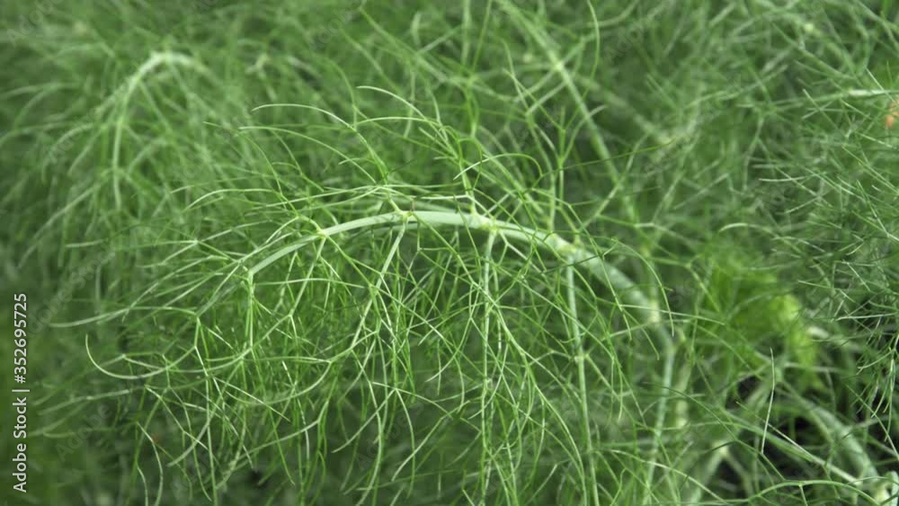 Wild Fennel herb on garden. Aromatic herb. Foeniculum vulgare Wild Fennel herb on garden. Aromatic herb. Foeniculum vulgare