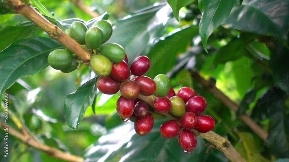 Colombian coffee plantation Colombian coffee plantation