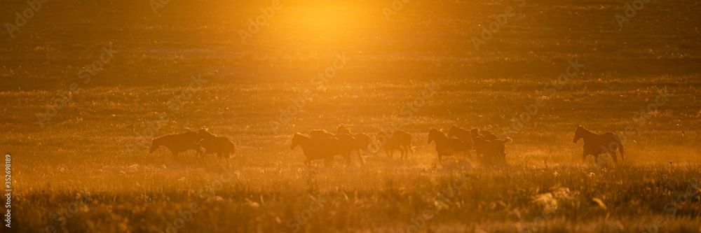 Golden warm sunset and the horses in a valley
