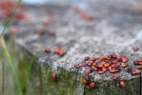 Red flat bugs during the breeding season. People call a bug a soldier this insect. Selective focus. photo