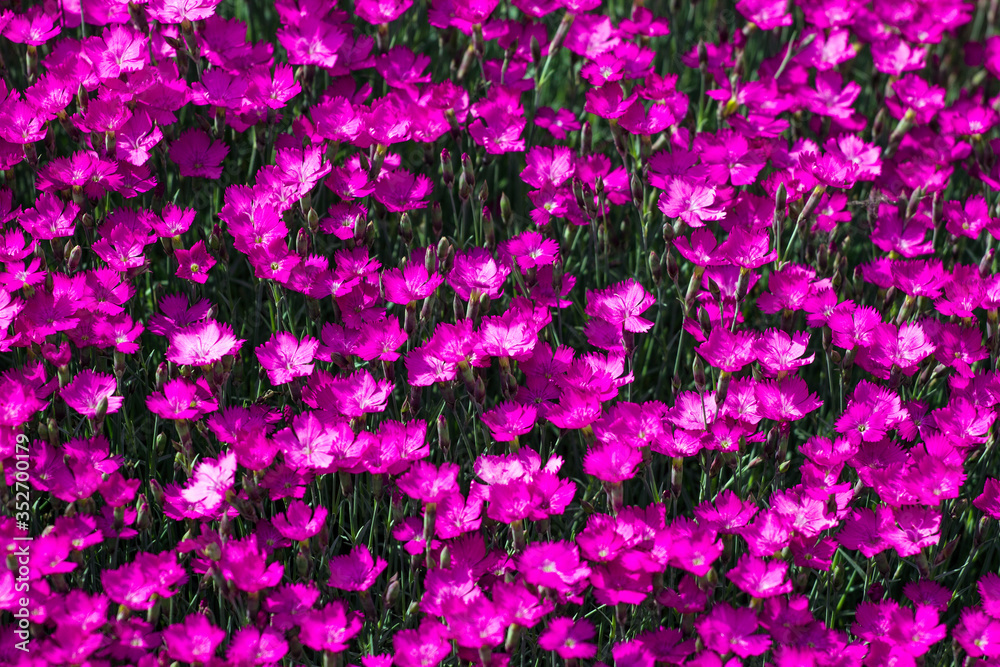 Fototapeta premium Pink dianthus flowers in a garden