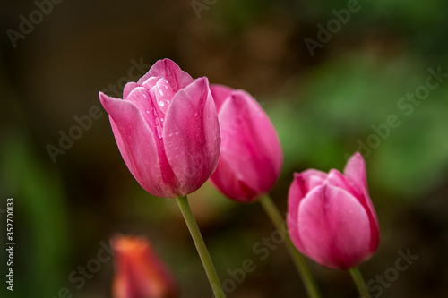 Tulipes