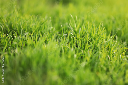 Beautiful green grass outdoors on spring day, closeup view