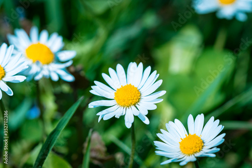 Daisies in the green lawn