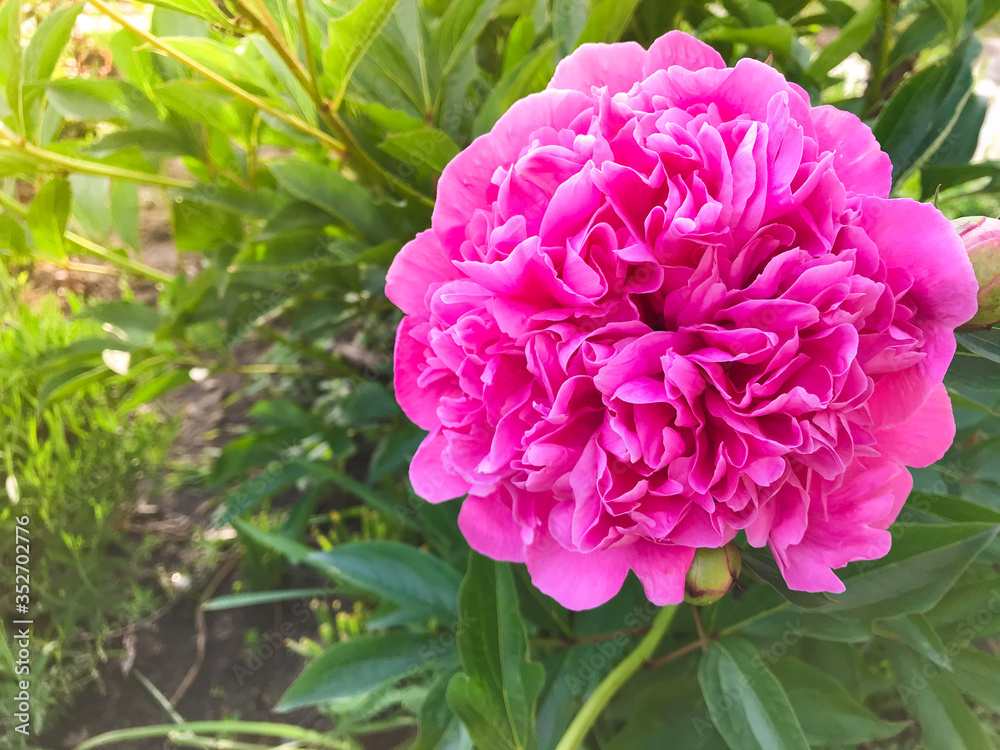 Сlose-up of beautiful pink flower pion in the garden with blurred green background.