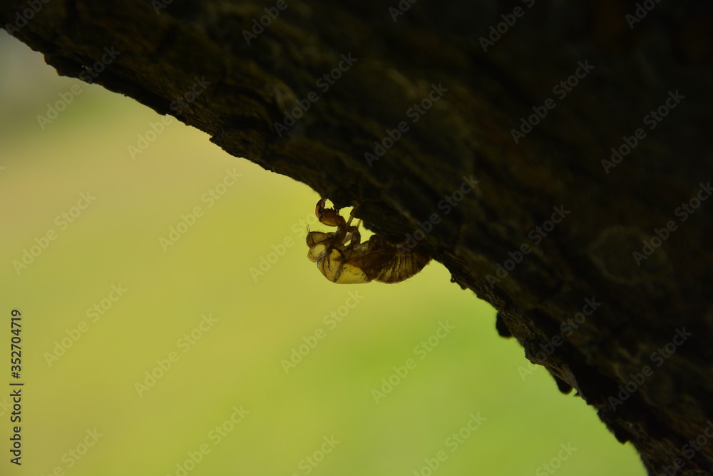 Fototapeta premium Insectos
