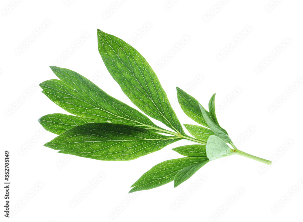 Obraz premium Fresh leaves of peony plant isolated on white