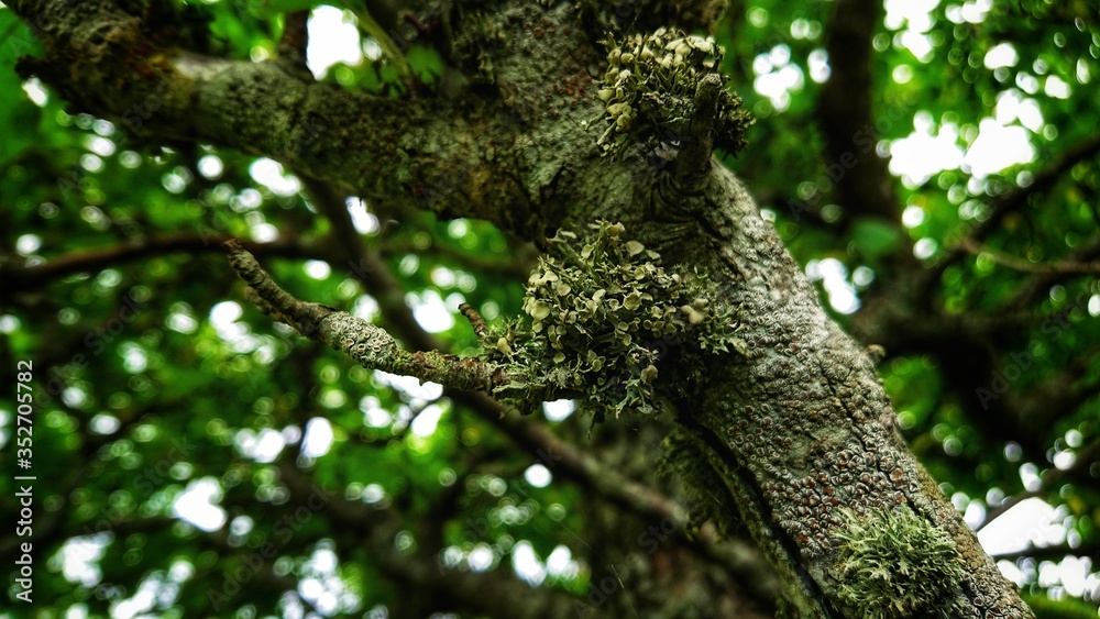 Strange outgrowths on a tree on the forest Strange outgrowths on a tree on the forest