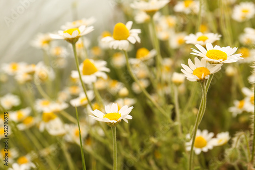 Beautiful chamomile flowers growing in field, closeup