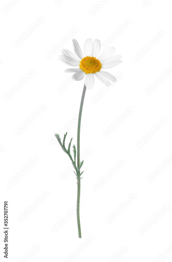 Beautiful fresh chamomile flower isolated on white Beautiful fresh chamomile flower isolated on white