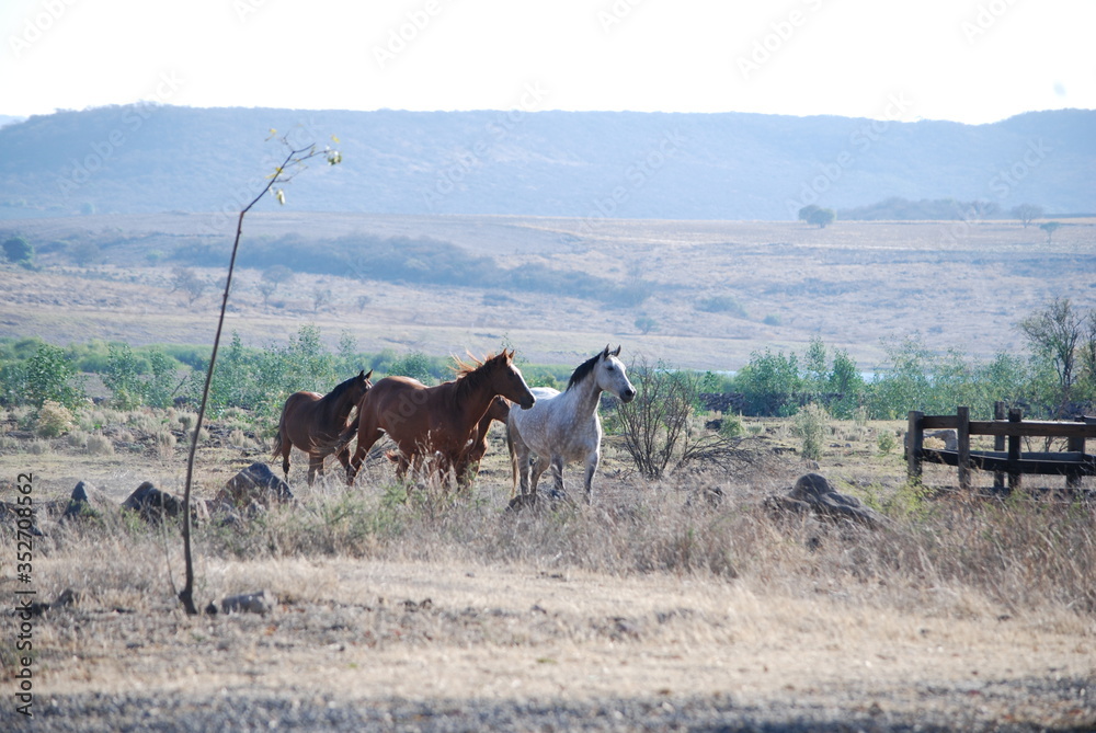 Fototapeta premium horses in the field