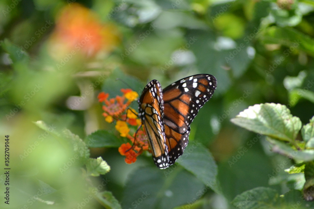Butterflies posing in the flowers
