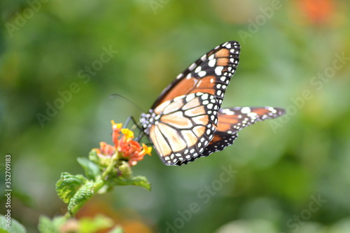 Butterflies posing in the flowers © FS Photography