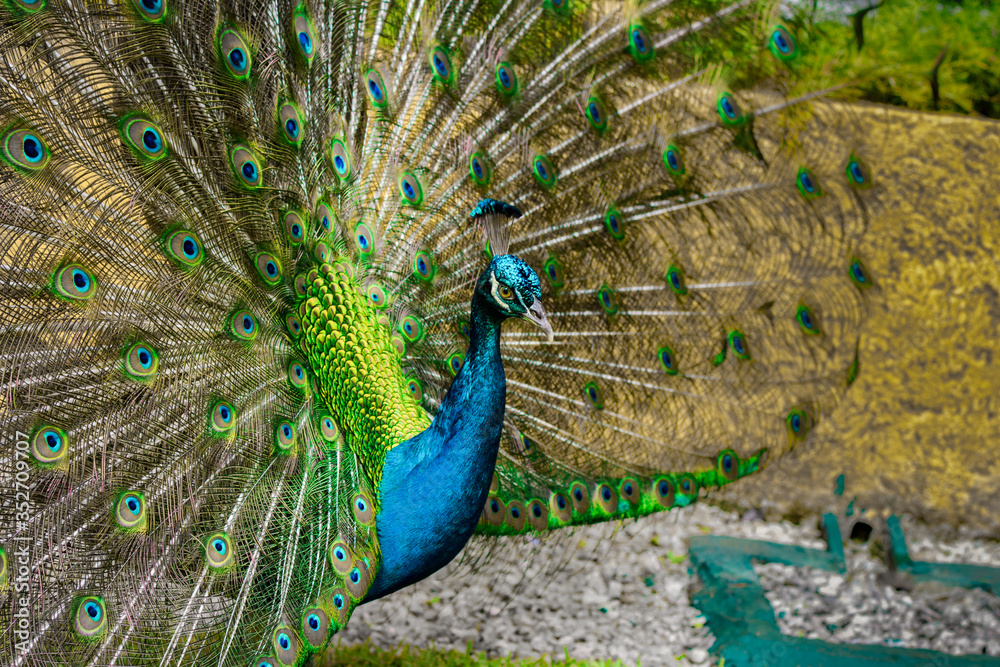 Obraz premium Pavo real macho abriendo sus plumas, magnificos colores