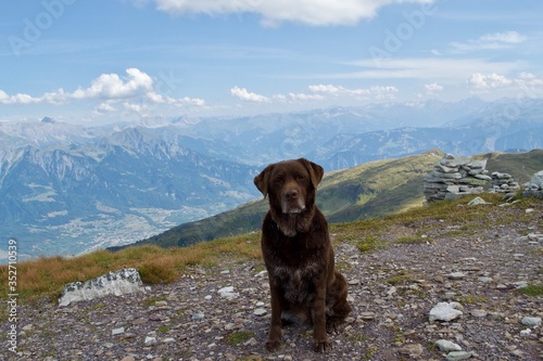 Hund in den Bergen 