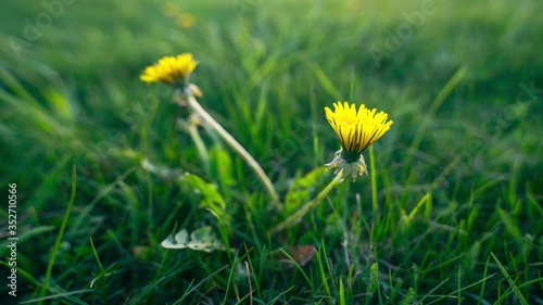 Two Dandelion flowers bloom at dawn. Flower blooming process. Taraxacum platycarpum time lapse photo