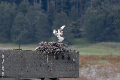 Osprey landing in nest near Tacoma, WA. photo