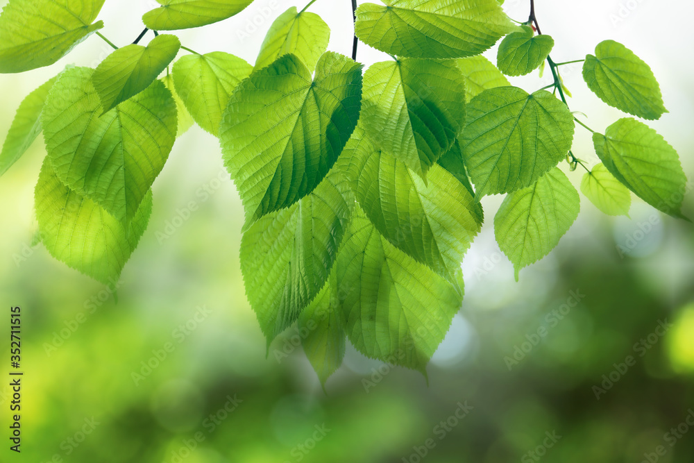 Tree branches with green leaves on sunny day Tree branches with green leaves on sunny day