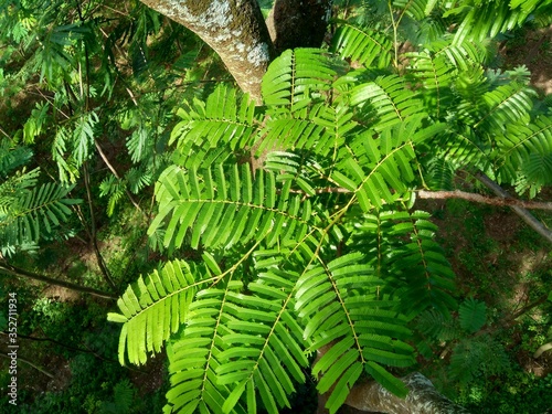 Sato leaves (Parkia speciosa, Parkia speciosa, petai, pete, twisted cluster bean, stinky bean) with natural background. Petai is one of the exotic fruit which special strong aroma from Indonesia. photo