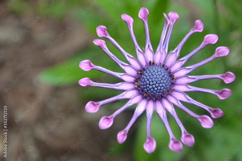 Fototapeta premium Spider Pink flower