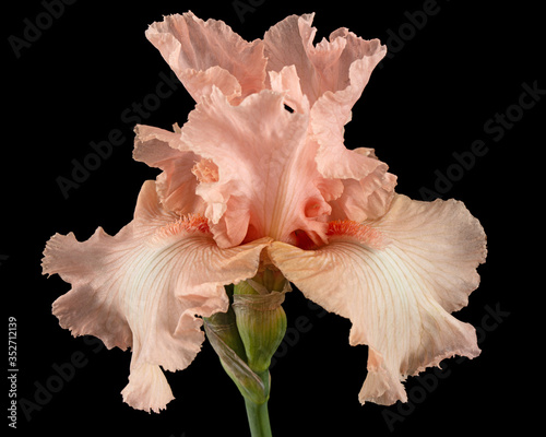 Pink flower of iris, isolated on black background