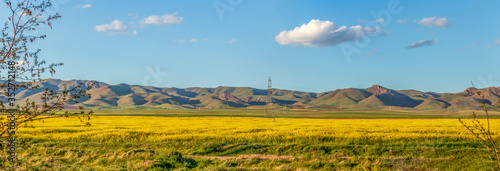 panoramic view of rapeseed flowers field with mountains and blue sky