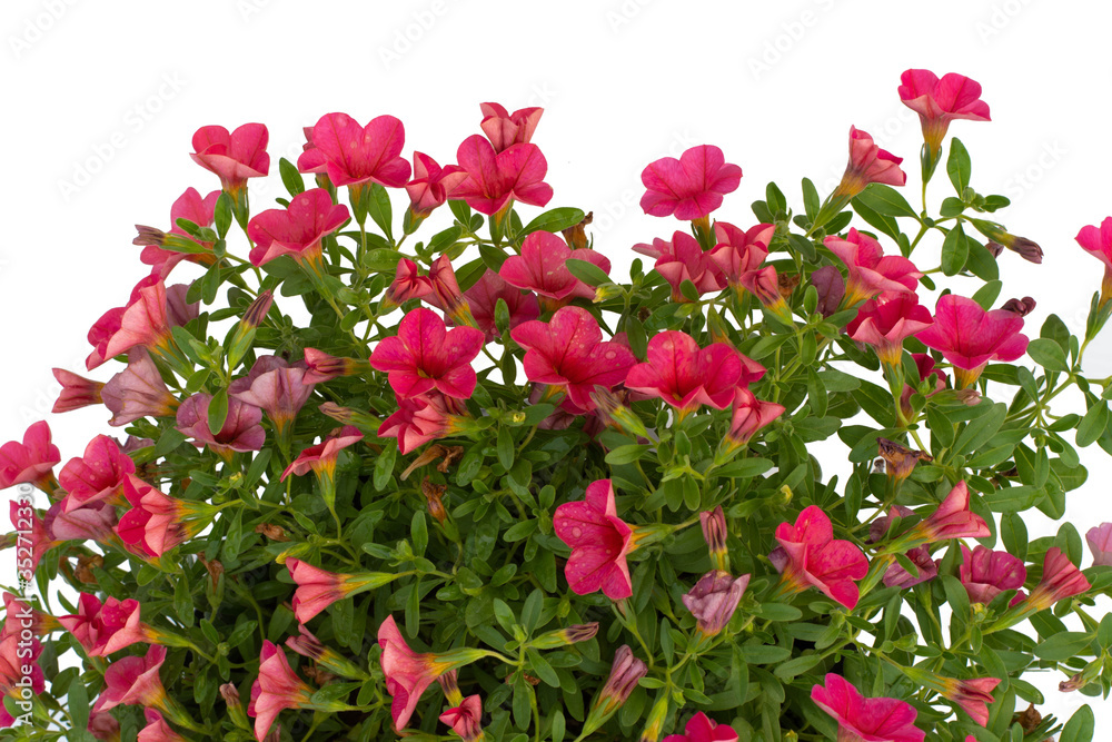 Petunia flowers isolated white background Petunia flowers isolated white background