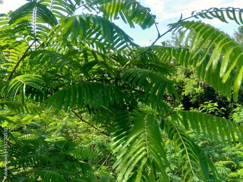 Sato leaves  Parkia speciosa  Parkia speciosa  petai  pete  twisted cluster bean  stinky bean  with natural background. Petai is one of the exotic fruit which special strong aroma from Indonesia.