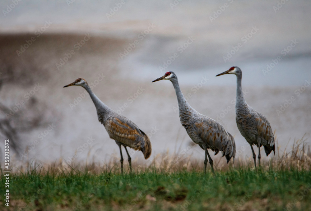 Three Sandhill Cranes stroll along looking for food.