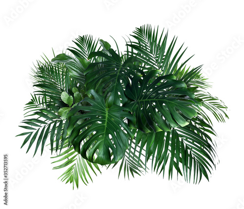Different fresh tropical leaves on white background