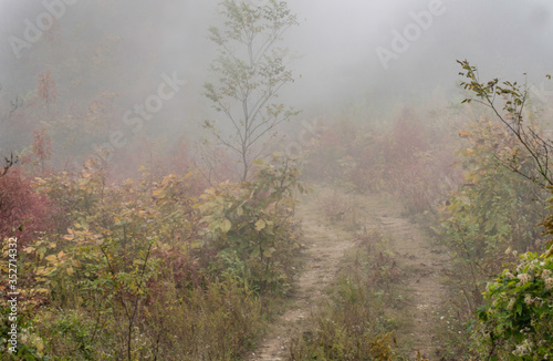 Fog creates an eerie feeling in the forest.