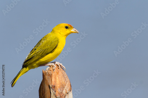 
canary-of-the-real-land