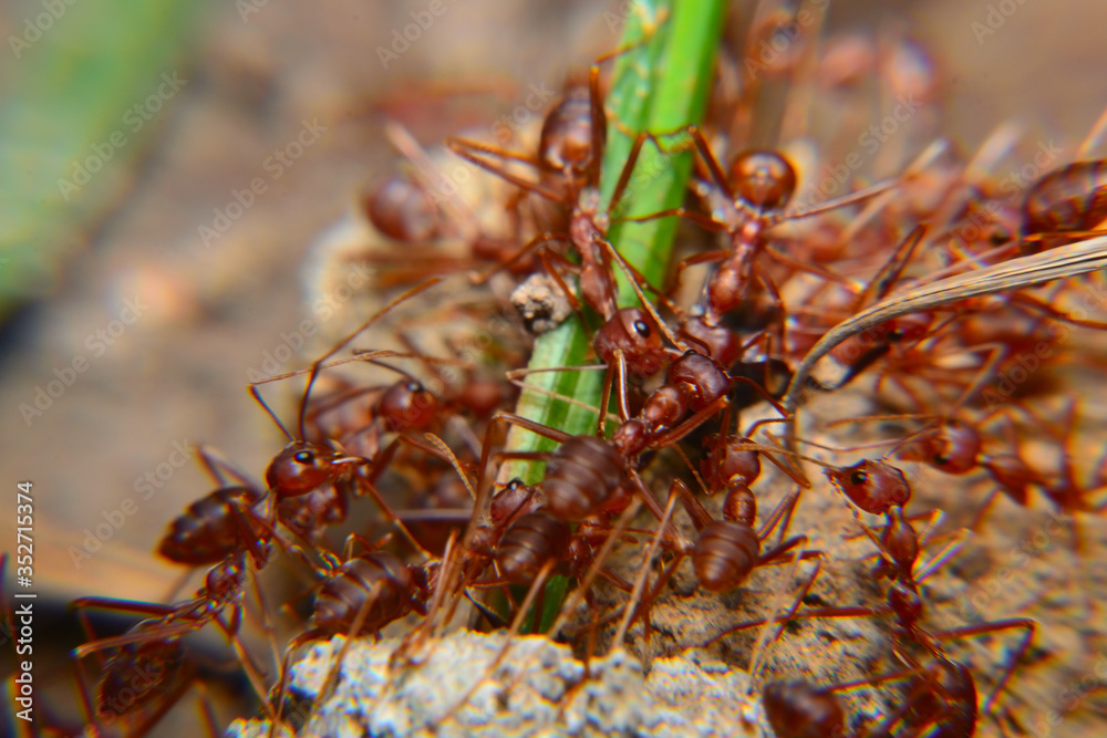 Weaver ants or green ants. Weaver ants live in trees and are known for