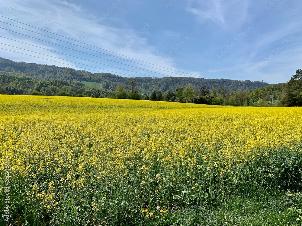 Blick auf das Rapsfeld zwischen Thalwil - Rüschlikon und Adliswil / Im Hintergrund der Hügel Felsenegg / Hausberg von Zürich Blick auf das Rapsfeld zwischen Thalwil - Rüschlikon und Adliswil / Im Hintergrund der Hügel Felsenegg / Hausberg von Zürich