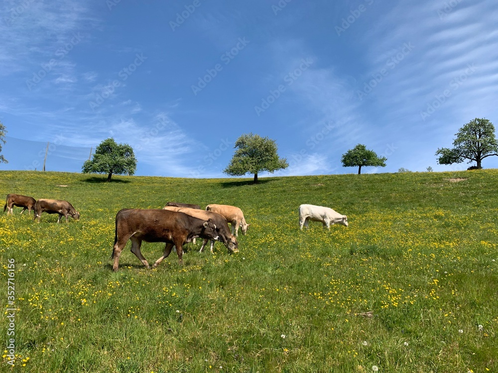 Fototapeta premium Landschaft mit Kühen und Obstbäumen am Horizont