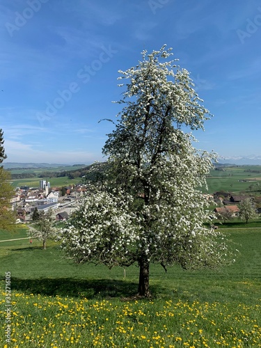 Birnbaum in weisser Blütenpracht - blühender Obstbaum in Rickenbach bei Luzern photo