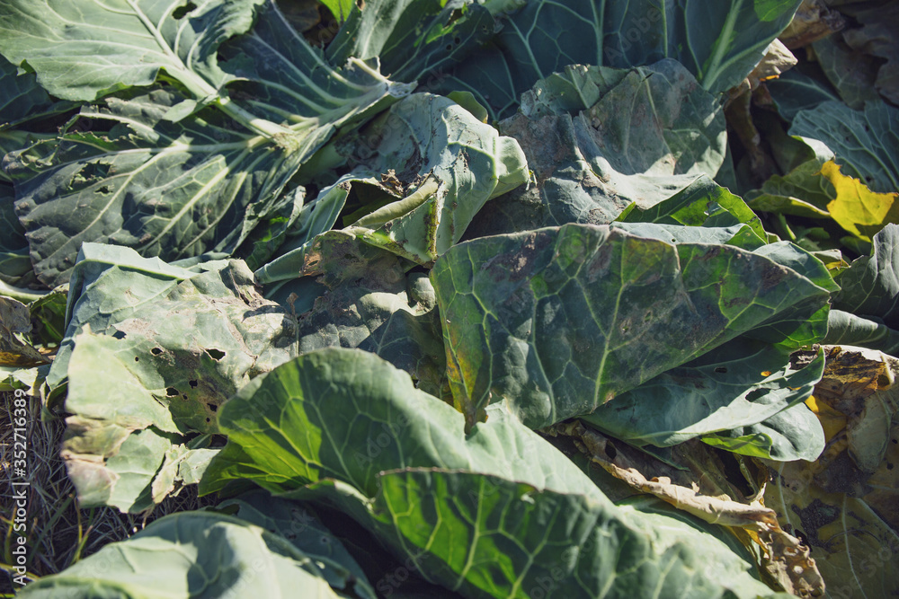 Fototapeta premium Vegetable disposal
