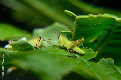 Baby of green wandering Grasshopper (Locusta migratoria manilensis Meyen)  © adityajati