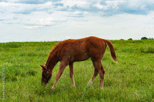 Foal grazing on a horse farm © Barrys Gallery 