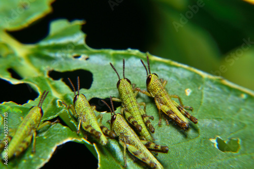 Baby of green wandering Grasshopper (Locusta migratoria manilensis Meyen)  photo