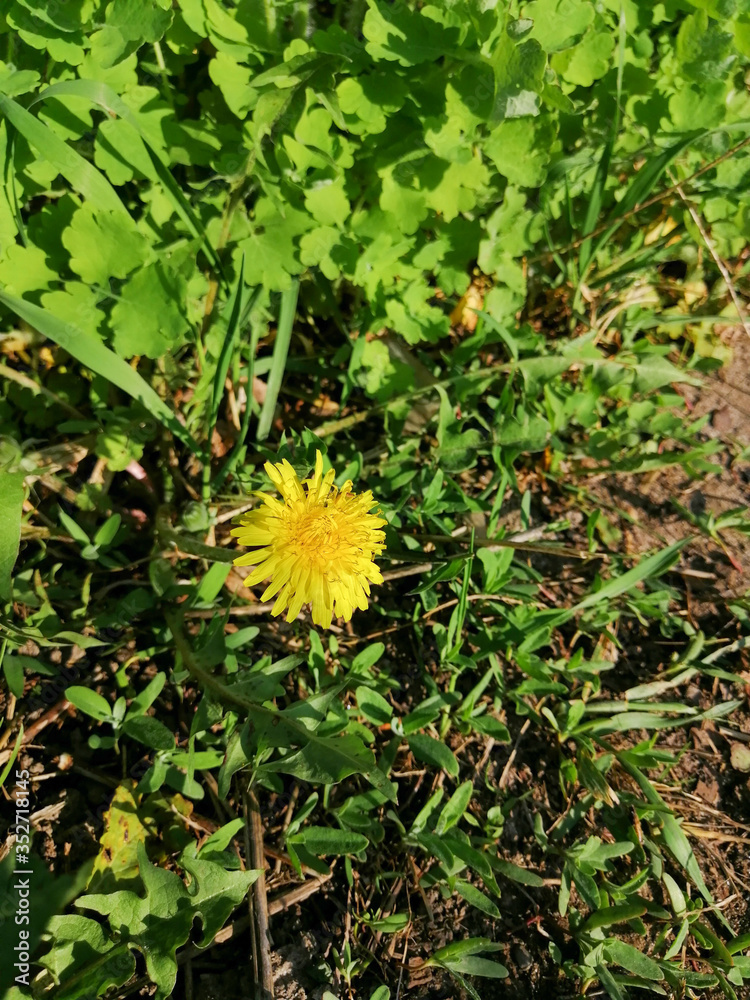 yellow dandelion flower