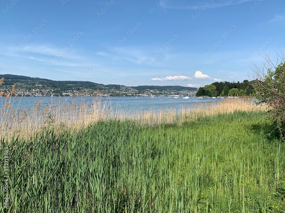 Aussicht auf den Zürichsee - See mit Schilfgürtel vor der Halbinsel Au, in der Gemeinde Au, Bezirk Horgen - Schweiz