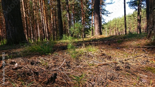 Forest bottom with dry branches on the ground