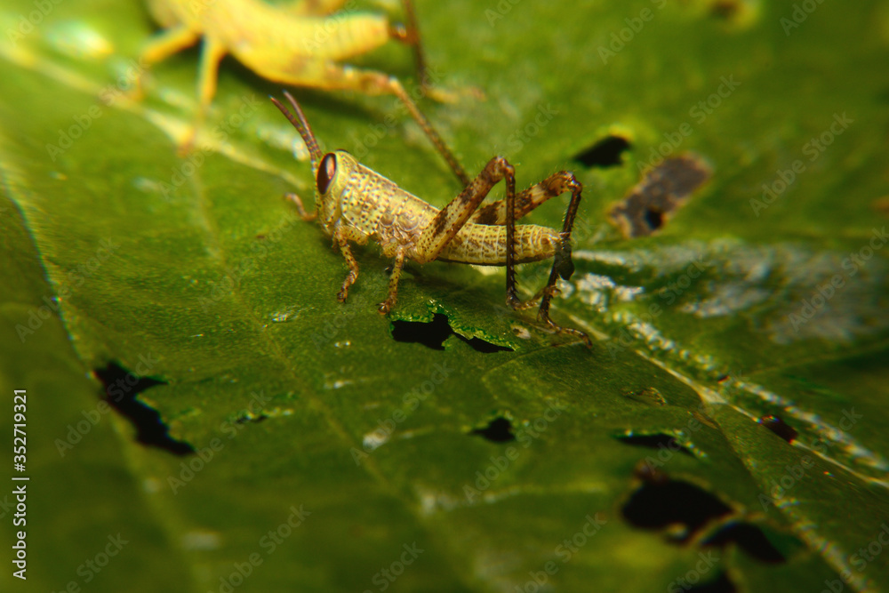 Baby of green wandering Grasshopper (Locusta migratoria manilensis Meyen) Baby of green wandering Grasshopper (Locusta migratoria manilensis Meyen)